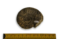 F 01977
<br/>
<br/>
<em></em>